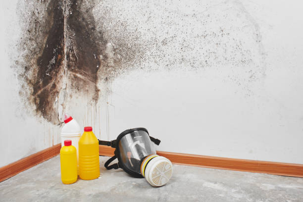Best Attic Mold Removal  in Penn Estates, PA