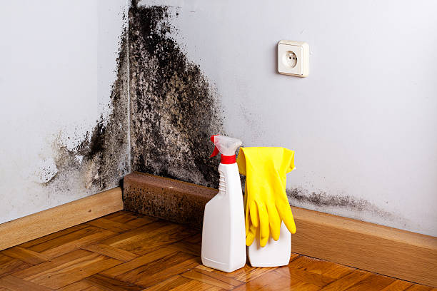 Mold Removal Process in Penn Estates, PA