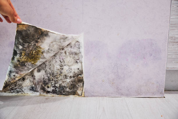 Best Mold Removal Company Near Me  in Penn Estates, PA
